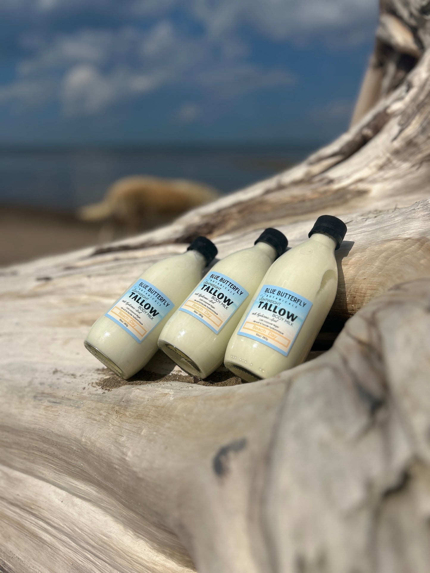Three bottles of tallow body milk on a piece of driftwood with a beach background