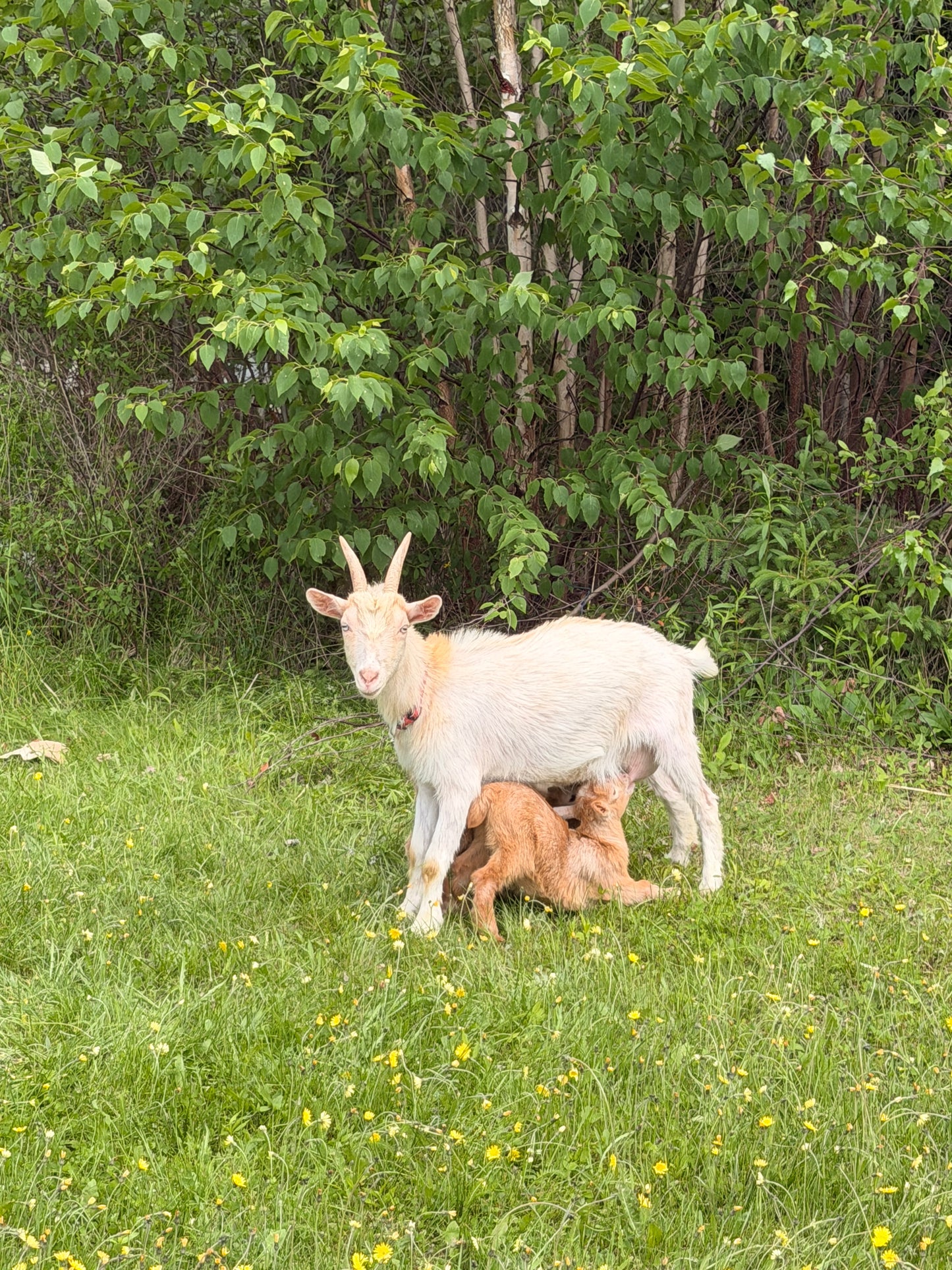Tallow + Goat Milk Soap Bar